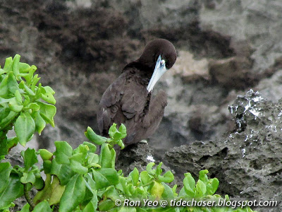Brown Booby (Sula leucogaster) 