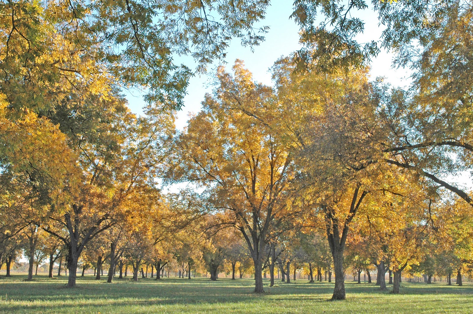 Northern Pecans November 2011