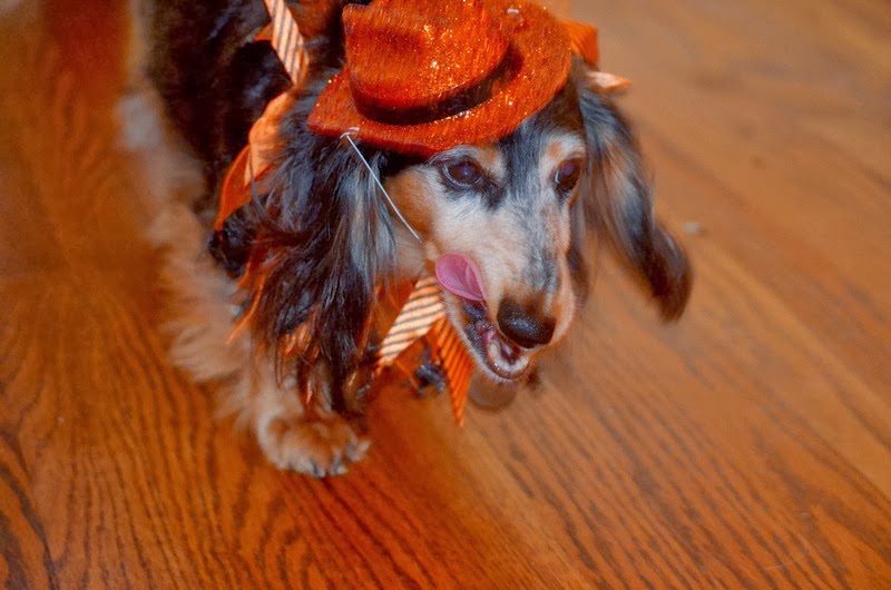 Be Still a Minute... Why My Dogs Hate Halloween...