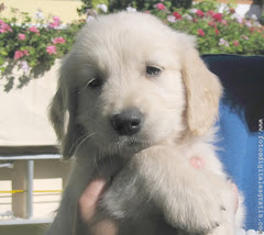 Cachorro Golden Retriever