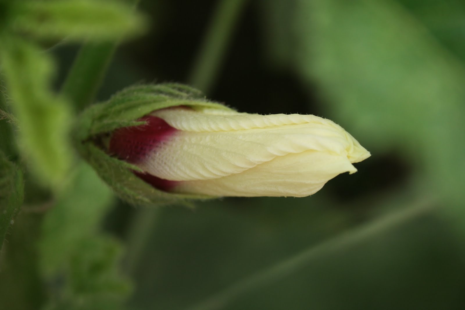 Crops In Pots Outstanding Okra!