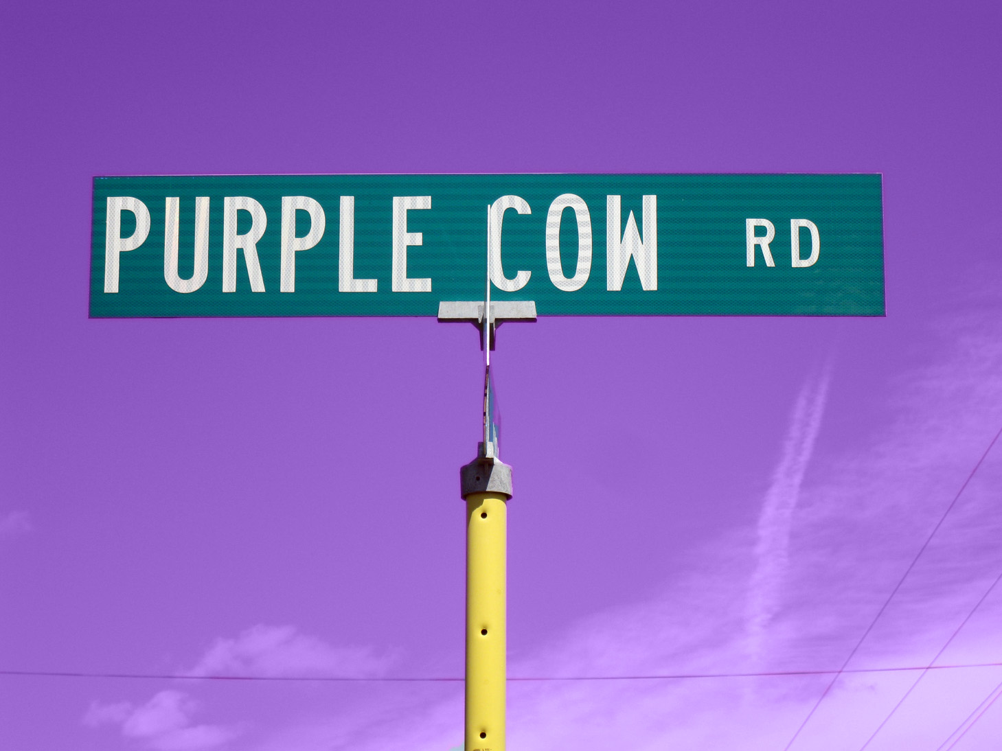 Eccentric Roadside Udder delight The Purple Cow of Dooms, Virginia