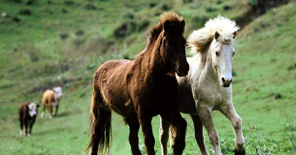 How to tame the horse About Your Pet