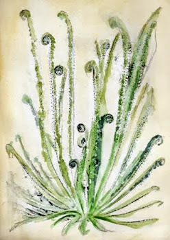 Ilustraciones botánicas