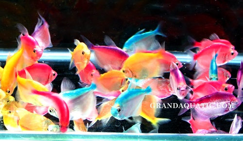 White Skirt Fish