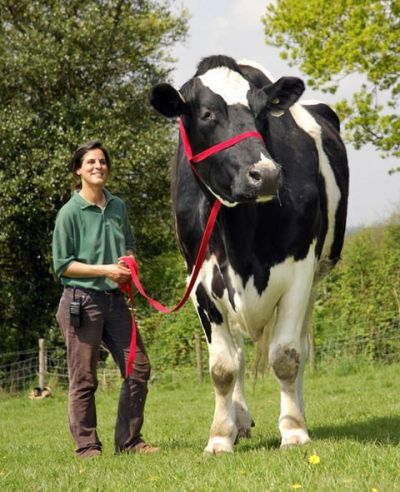 biggest cow