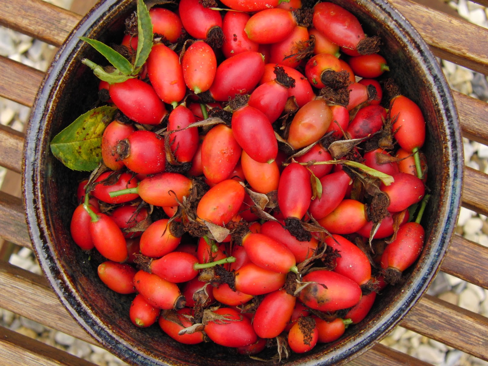 A Rural Life Time To Pick The Rose Hips