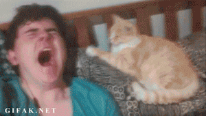 human cat yawn connection cat and human yawning - animated GIF