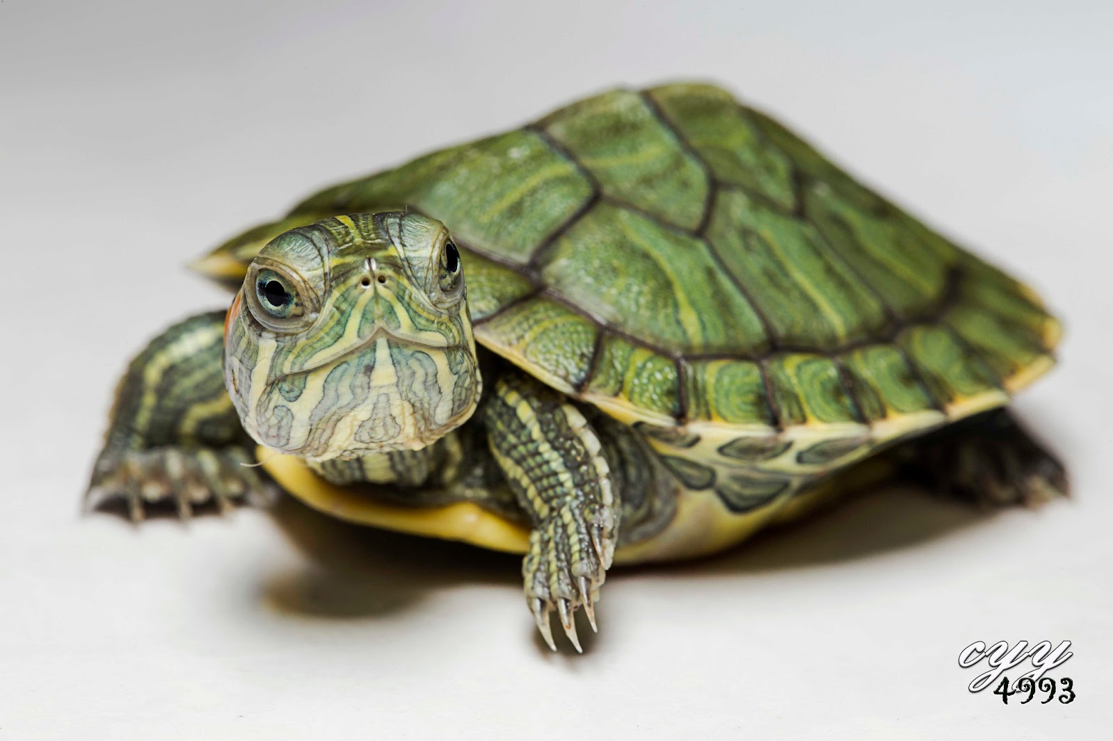 Tartarugas domesticas, Tartarugas, Animais