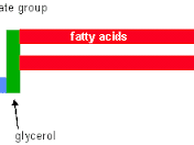 Phospholipid Diagram Phospholipid Diagram