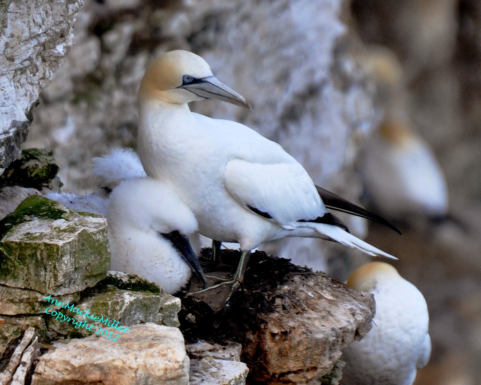 Adult Gannet and Gannet Chick on Cliff Nest Adult Gannet and Gannet Chick on Cliff Nest