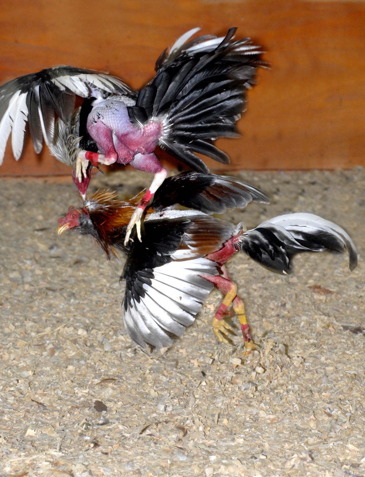 GALLEROS PROFESIONALES Y PRINCIPIANTES