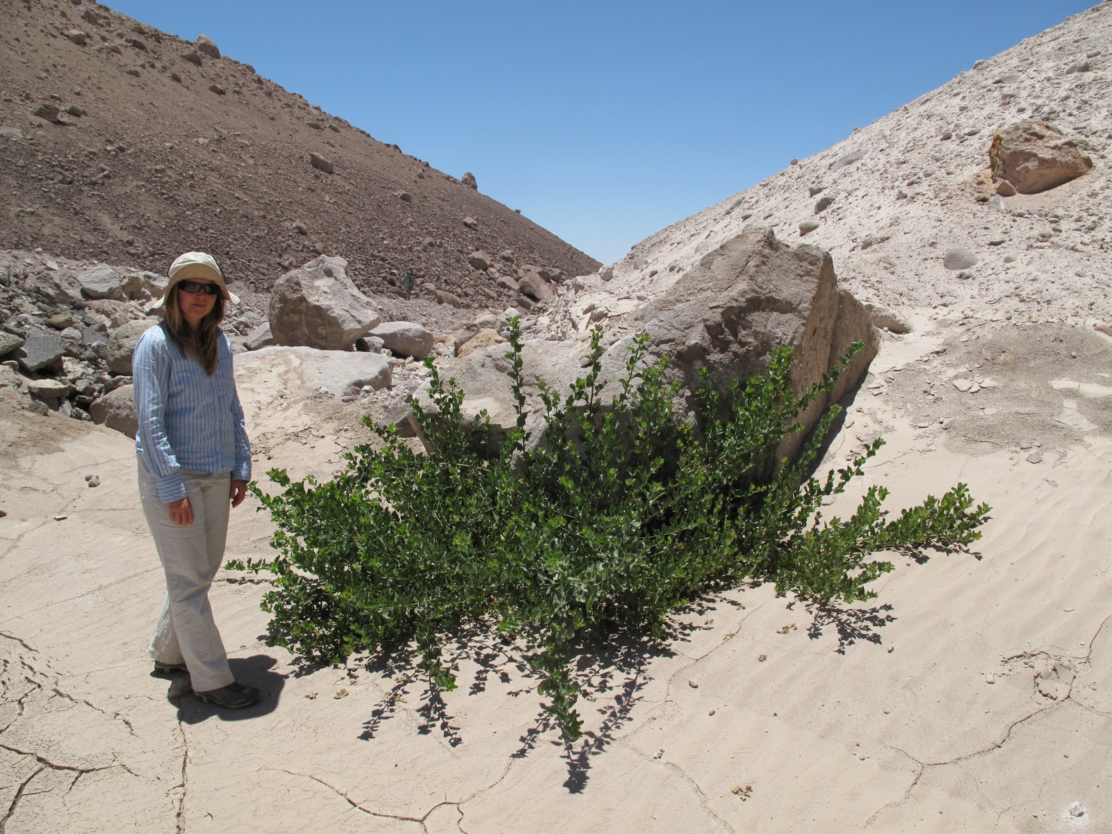 Heavy Hiking: Parinacota / Arica, Chile (NGS Waitt Grant 5)
