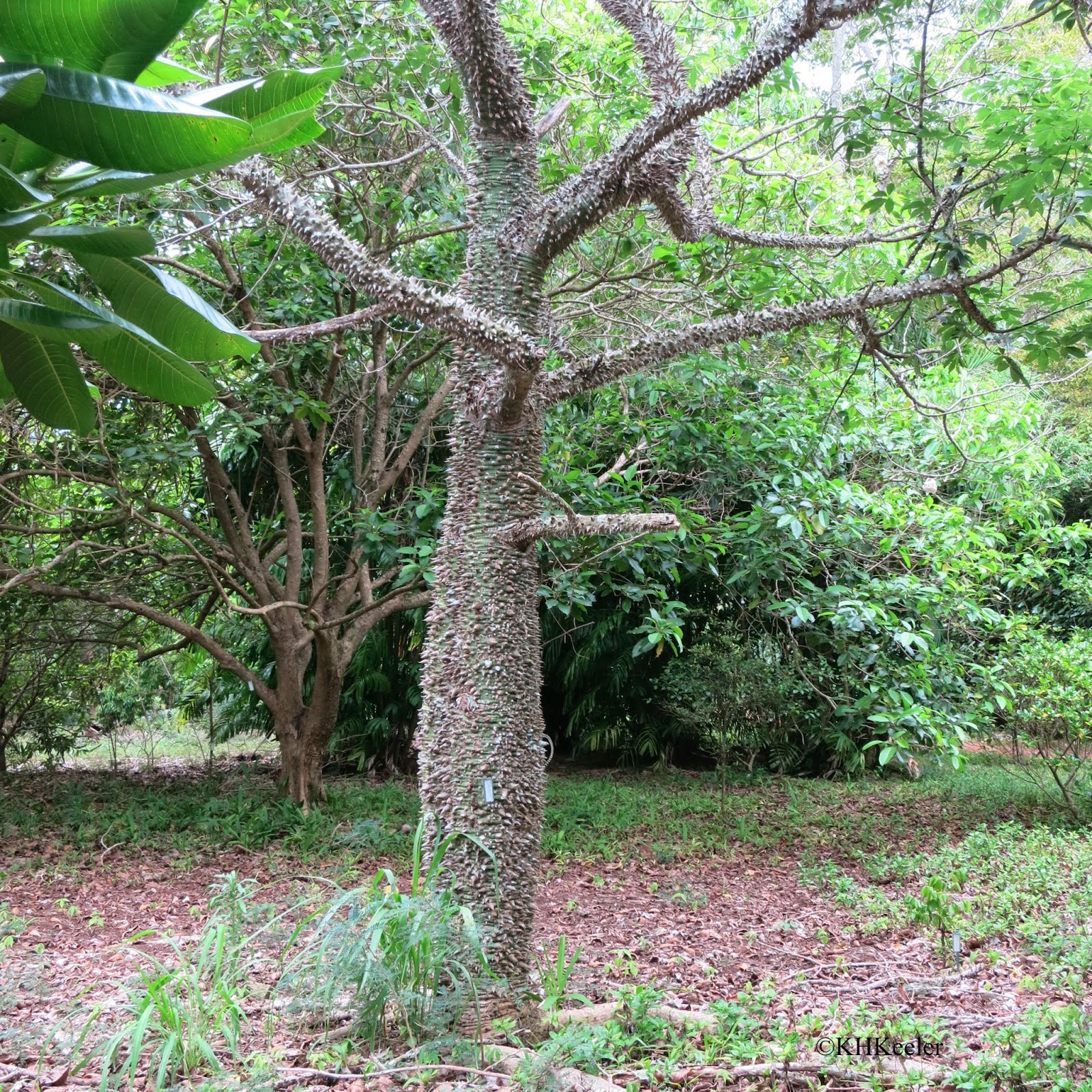A Wandering Botanist Visiting Kauai Additional Impressions