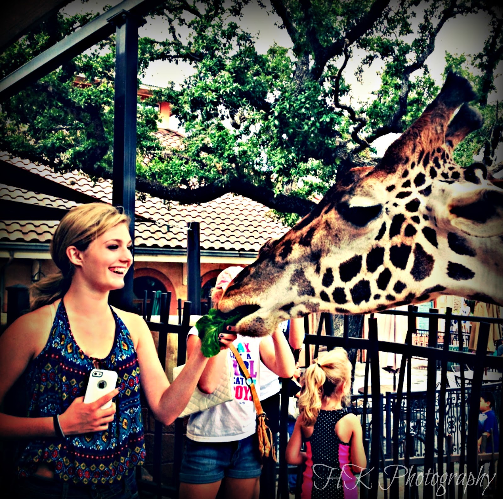 Giraffe Feeding giraffe_feeding