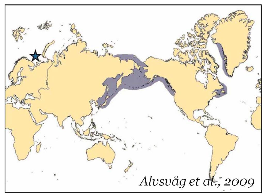 Snow Crab Love Arctic Opies