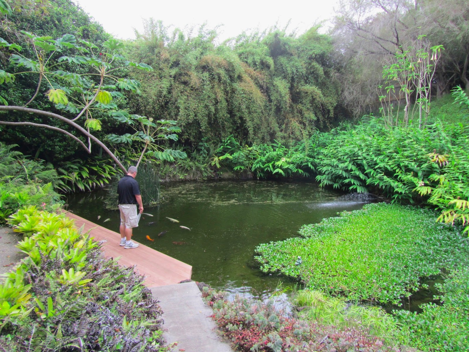 Cheesehead Gardening Kula Botanical Gardens Of Maui