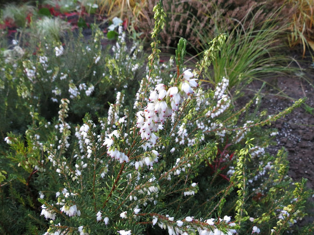 A Trip To Cistus Nursery