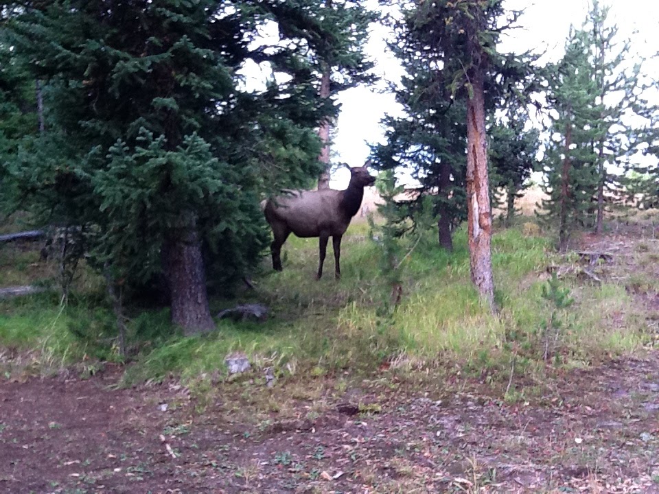 Female Wapiti