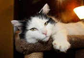 ADOPTED!  HARLEY - MAINE COON