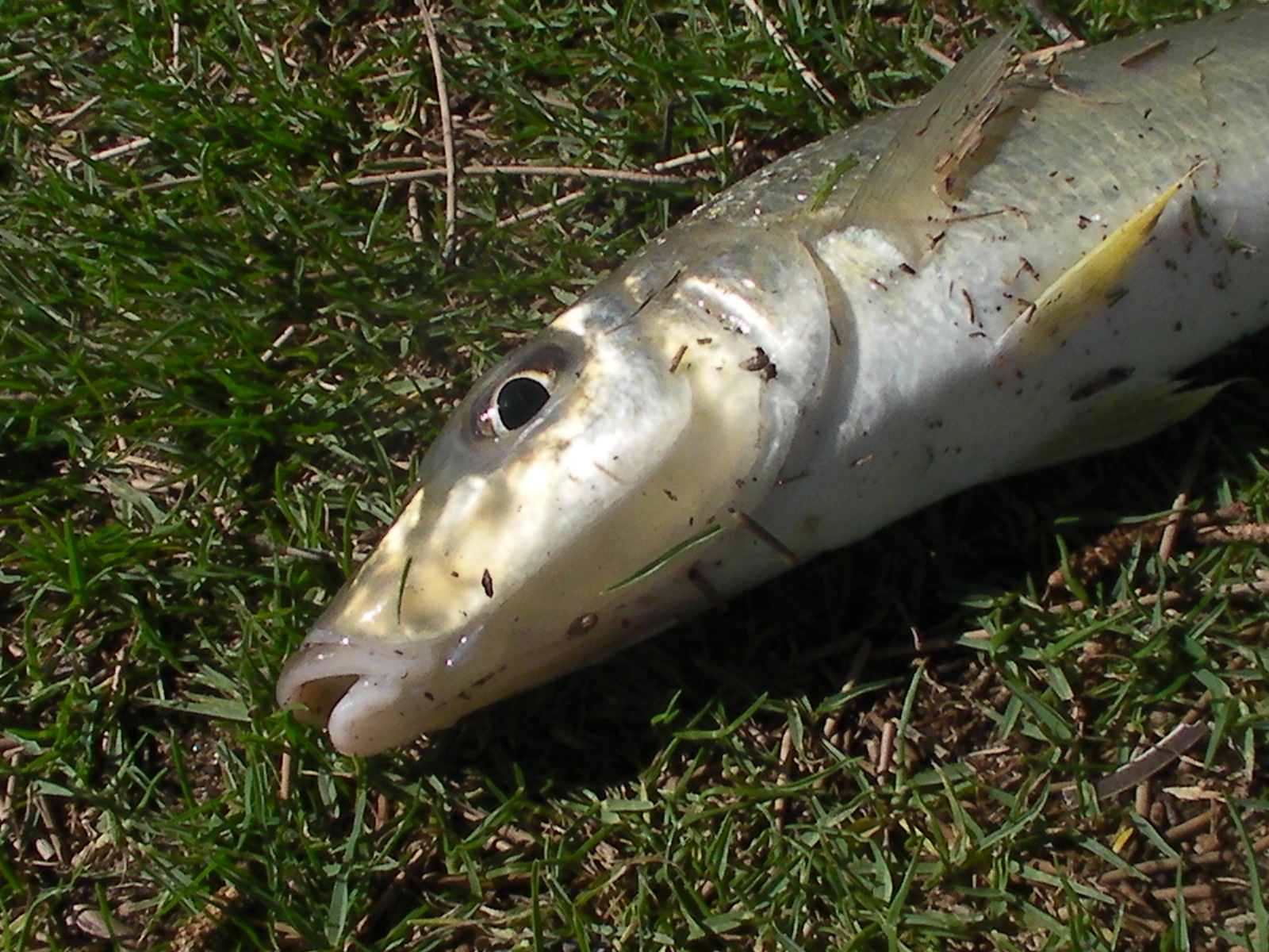 Fishing with Lures!! Whiting on Lures!!