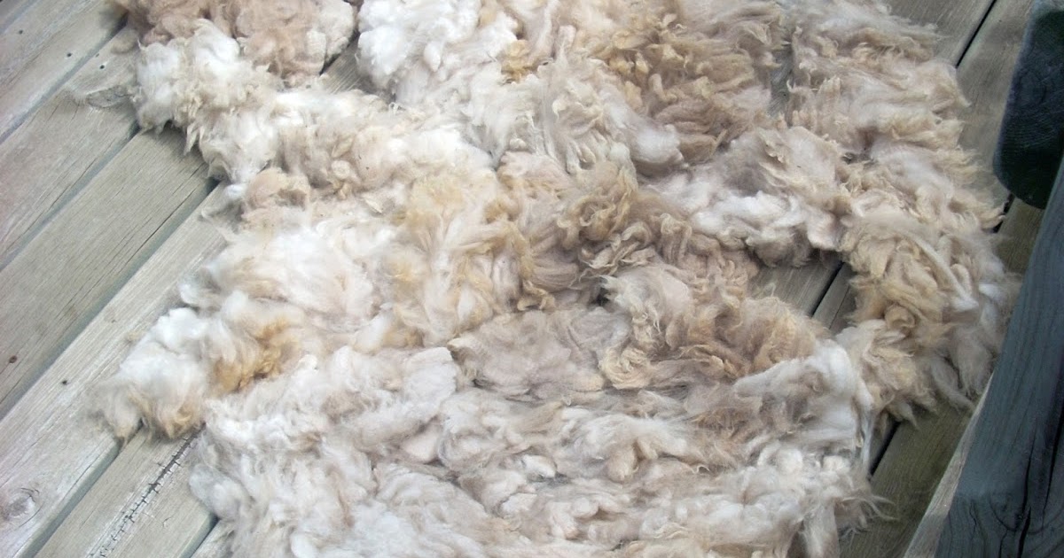 Knitting With a "Y" The Accounts of a Male Knitter Washing Alpaca Fleece