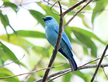 Verditer Flycatcher_2011