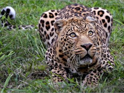 Wallpaper HD Leopardo Africano