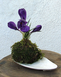 Kokedama Crocus