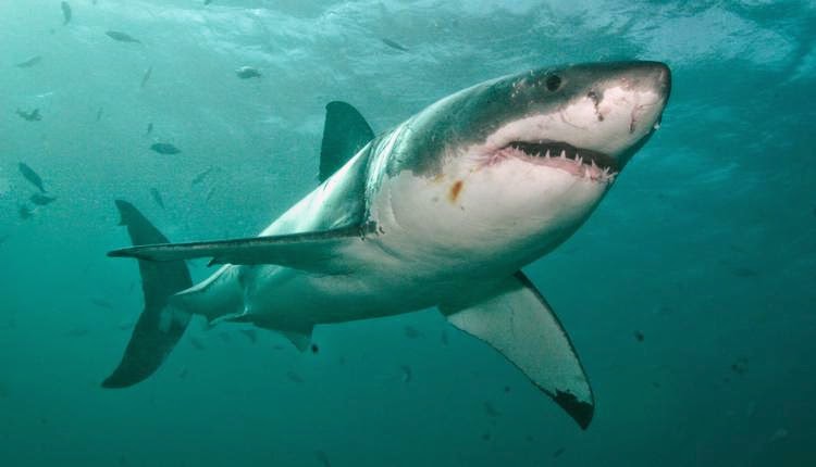 Hewan Terbesar di Dunia Penguasa Laut Great White Shark