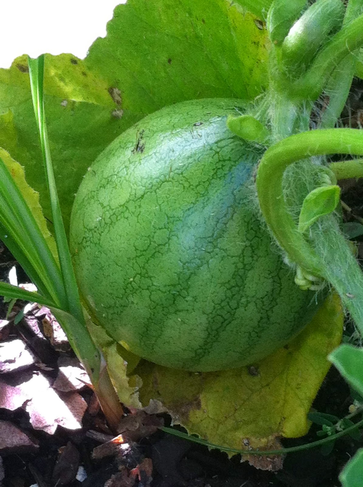 A little bit of this and that Raised bed for vegetable garden