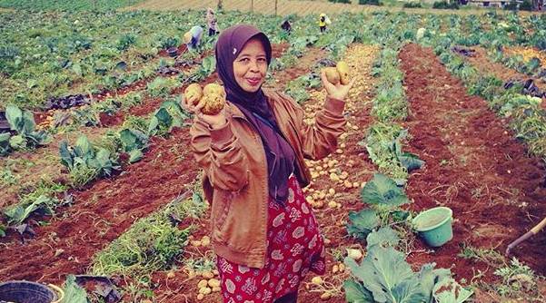 Pengendalian Hama terpadu Pada Tanaman Kentang thumbnail postingan