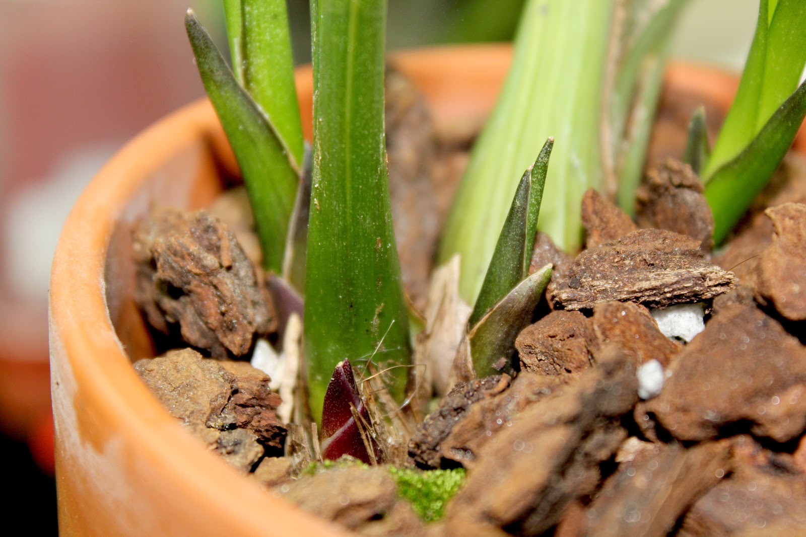 Maria's Orchids Fifth new growth on cymbidium