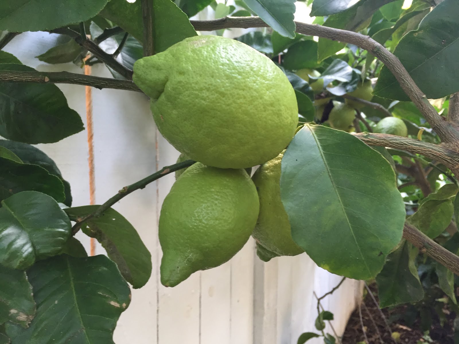 Citrus Enthusiast Meyer Lemons vs. Regular Lemons