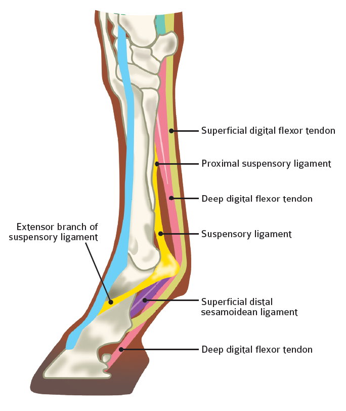 leg tendons diagram tack in focus a discussion of boots bandages their fit leg tendons diagram tack in focus a discussion of boots bandages their fit