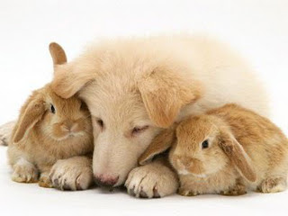 Funny Dog Pictures