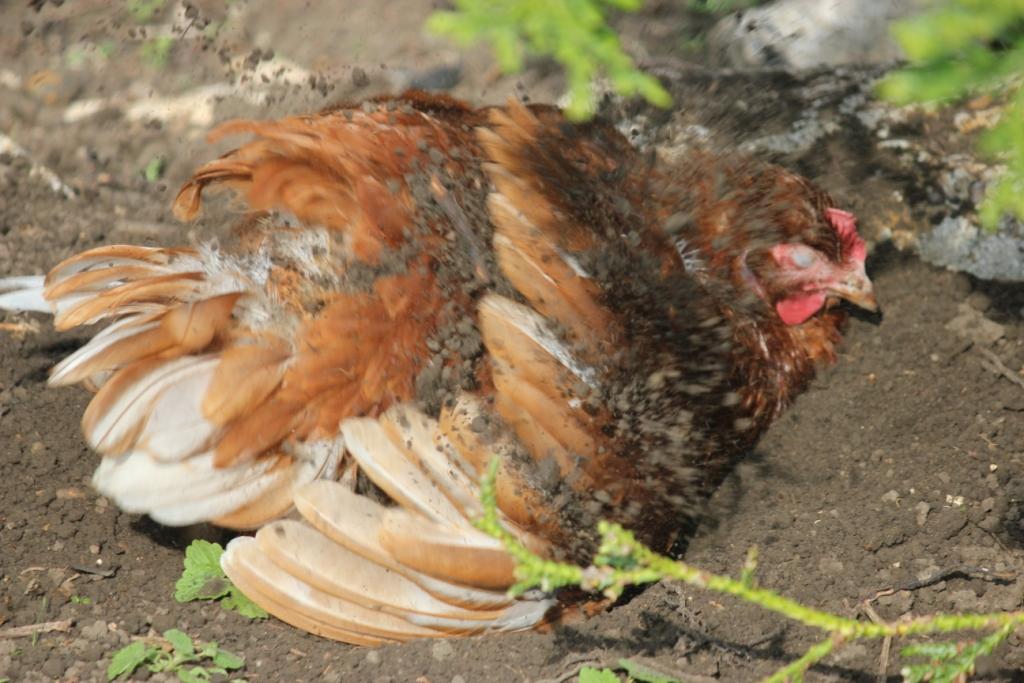 Animals and kids A mud bath for chickens
