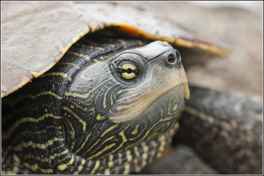 Explorations of an Ecologist Southern Ontario shenanigans for Canada