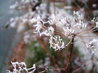 Frozen fog