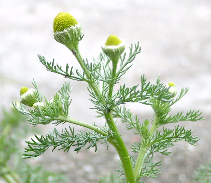 foodfarmhealth The Many Types of Chamomile