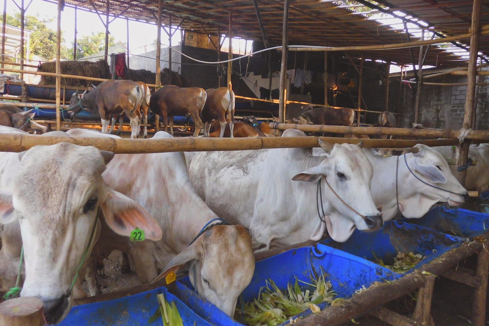 gambar kambing kurban - gambar kambing - gambar kambing kurban