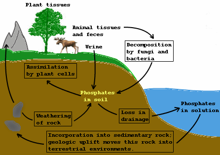Mrs. Kannady's Classes: September 2014 phosphorus cycle diagram 