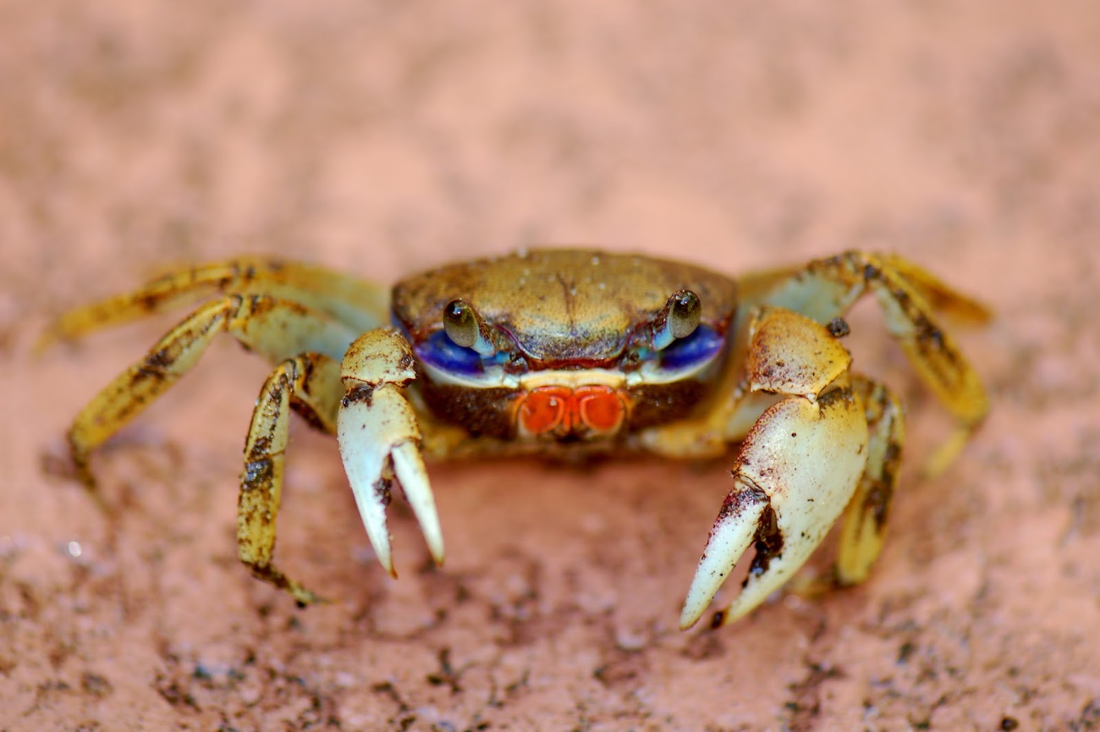 real monstrosities february 2015