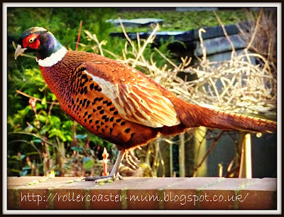 male pheasant pheasant in garden