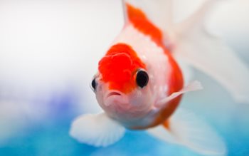 Goldfish wallpapers