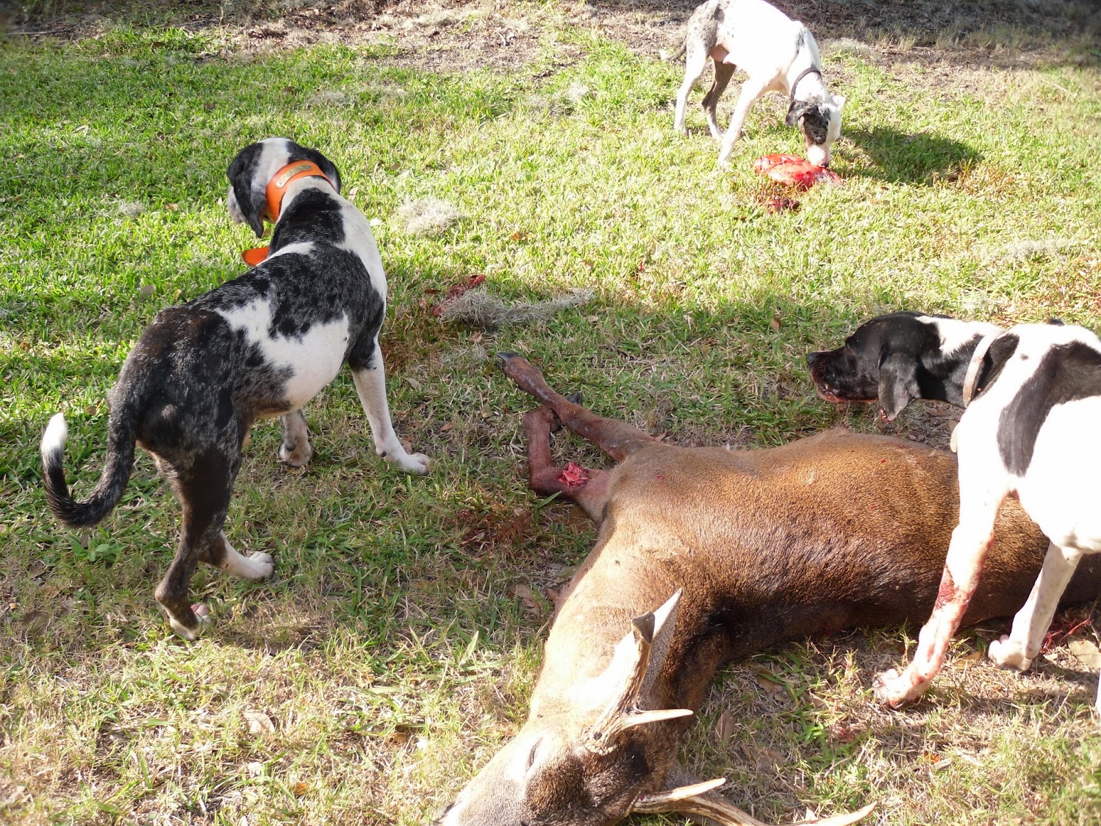 Blood Trail Dogs Finished Blood Trail Dogs For Sale