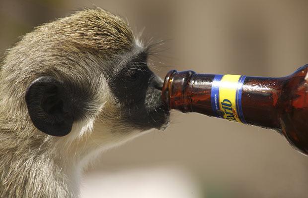 Funny Drunk Monkey | Funny And Cute Animals