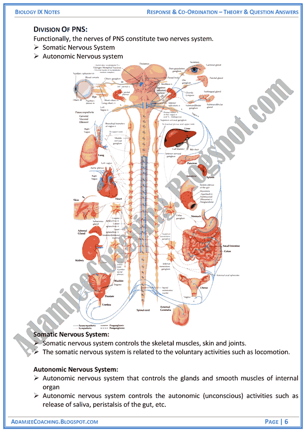 response-and-coordination-theory-notes-and-question-answers-biology-notes-for-class-9th
