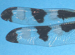 Dragonfly+wings+template