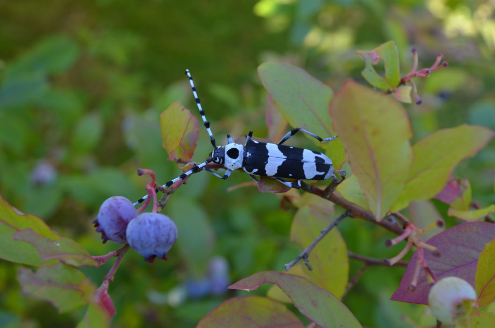 Gardens + Insects: Zebra Bug - Longhorn Beetle - ANSWERED